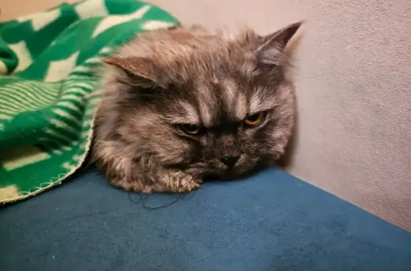 Найдена кошка, Южная улица, Кострома - персидский серый окрас - photo