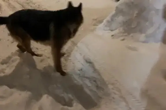 Найдена собака, Нижний Новгород, фото: Найден собака, улица Военных Комиссаров, 2, Нижний Новгород - кобель овчарки, чепрачный