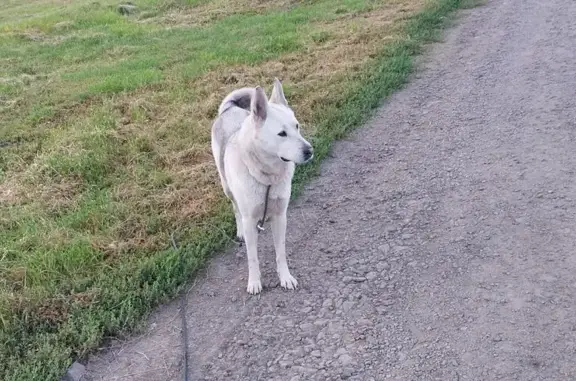 Пропала собака, Хреновское сельское поселение, Воронежская область - бело-серая с белым кончиком хвоста - photo