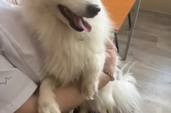 Найдена собака, Москва, фото: Найдена собака, девочка, Каширское шоссе, Москва