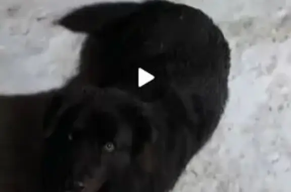 Собаки потеряшки, Советск, фото: Потеряшка собака, улица Красина, 5, Советск - лохматый, чёрный с белой грудкой