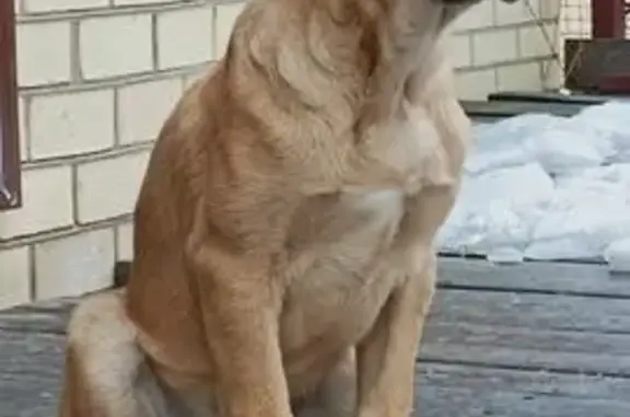Пропал собака, Казарменный переулок, Павловск - коричнево-рыжий окрас - photo