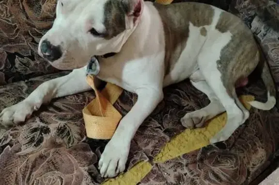 Найдена собака, Ростов-на-Дону, фото: Найден собака, Социалистическая улица, 160, Ростов-на-Дону