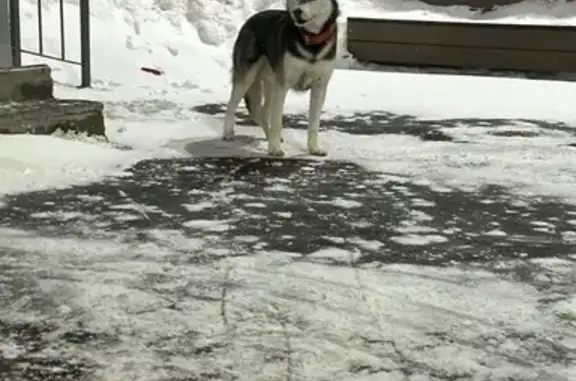 Найдена собака, Красногорск, фото: Найдена собака, Правая улица, Красногорск