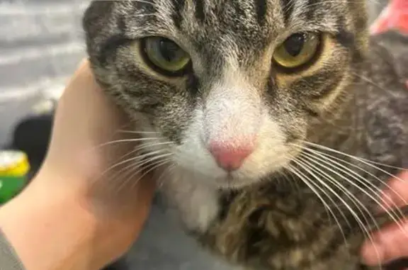 Объявления о пропавших и найденных животных, Москва, фото: Найдена кошка, улица Расковой, Москва - ласковый и чистый