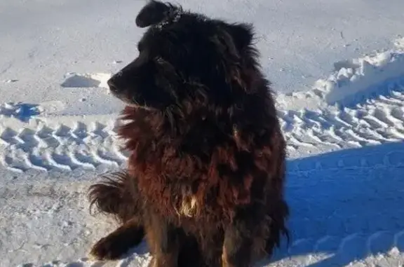 Найдена собака, Москва, фото: Найдена собака, проспект Андропова, 18 к1, Москва - крупная девочка