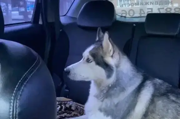 Найдена собака, Ростов-на-Дону, фото: Найдена собака, женский пол, Киргизская улица, 19/90, Ростов-на-Дону