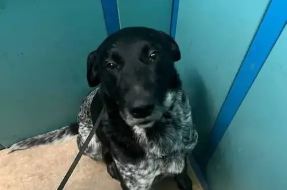 Найдена собака, Ростов-на-Дону, фото: Найден собака, Зоологическая улица, Ростов-на-Дону - охотничья, в оранжевом ошейнике