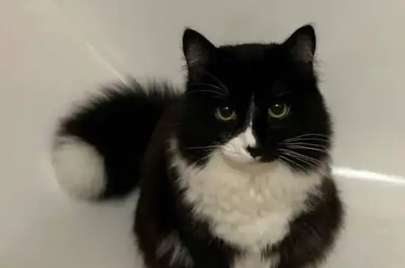 Пропал кот, улица Лихачёва, Бор - чёрно-белый с белой кисточкой на хвостике - photo