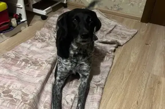 Найдена собака, Ростов-на-Дону, фото: Найден собака, Зоологическая улица, Ростов-на-Дону - ласковый и контактный мальчик