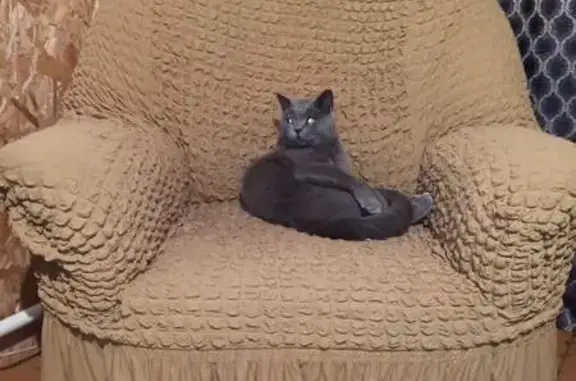 Пропал кот, Красноярск, серый с круглым лицом - photo