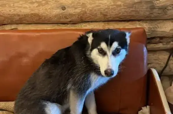 Найдена собака, женский пол, улица Гоголя, 15, Ленёвское - photo