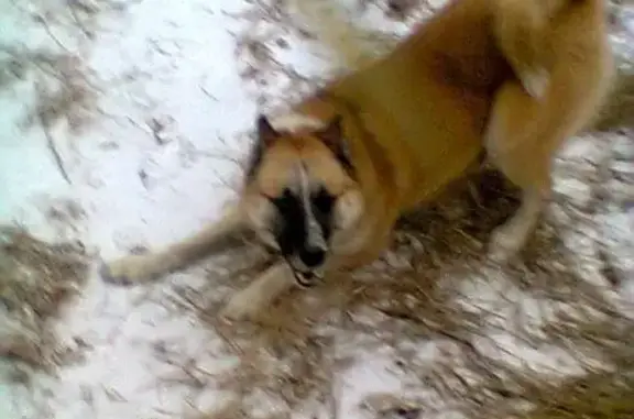 Пропал собака, Попово, Нижегородская область - рыжий с белым, порода Лайка - photo