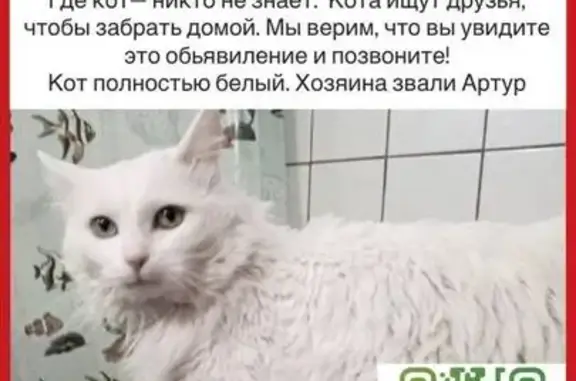 Пропал кот, Ильинское шоссе, 12, Красногорск - photo