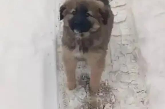 Объявления о пропавших и найденных животных, Балашиха, фото: Пропала собака, Нижегородская улица, 12, Балашиха