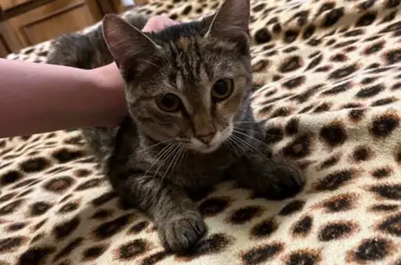 Объявления о пропавших и найденных животных, Бийск, фото: Найдена кошка, Красноярский переулок, 30/2, Бийск - на вид месяца 3-4