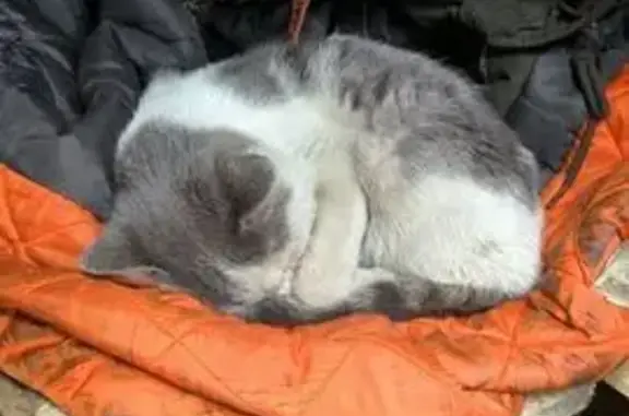Найдена кошка, Красноярск, фото: Найден кот, улица Королёва, Красноярск - ласковый и ручной