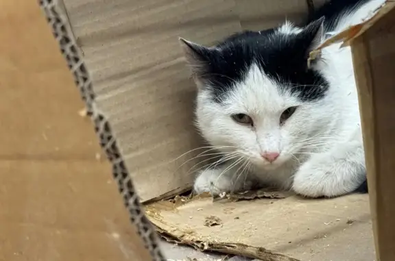 Найденные животные Москва, фото: Найдена кошка, улица Сергея Эйзенштейна, Москва - черно-белая