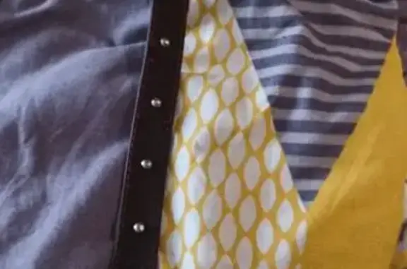 Найденные животные Выборг, фото: Найдена собака, женский пол, улица Куйбышева, 10, Выборг - очень добрая и игривая