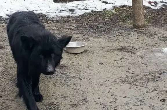 Найдена собака, Ростов-на-Дону, фото: Найдена собака, Особенная улица, 180, Ростов-на-Дону - черный окрас, домашняя с ошейником