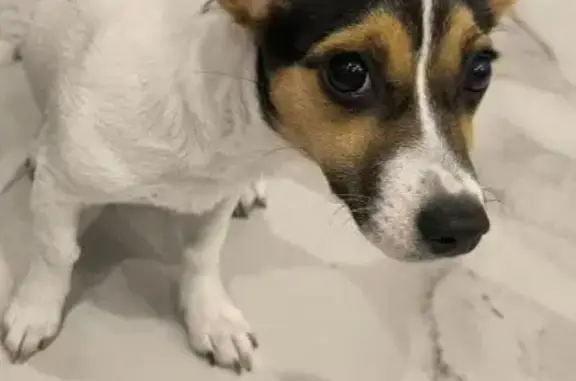 Найдена собака, Краснодар, фото: Найдена собака, улица Валерия Гассия, 20, Краснодар - белый окрас с черными пятнами