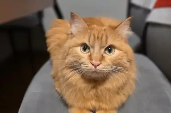 Пропала кошка, Тополинная улица, Калинино - пушистая, крупная - photo