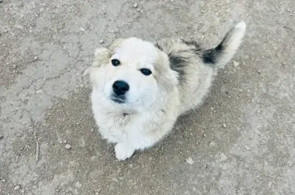 Собаки потеряшки, Уяр, фото: Потеряшка собака, улица Герцена, 9, Уяр - убежал гулять и не вернулся