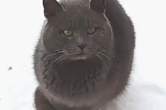Найдена кошка, Лесная улица, Москва - британский котик, осторожен с людьми - photo