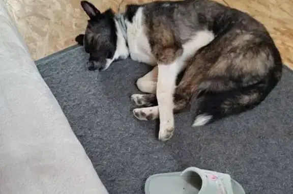 Пропал собака, Тамбов, Тамбовская область - жёлтая бирка в ухе - photo