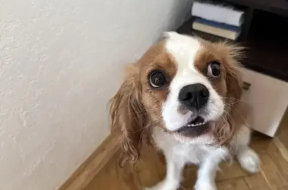 Найдена собака, Москва, фото: Найдена собака, Каширский проезд, 9 к2, Москва - породы Кинг чарльз спаниель