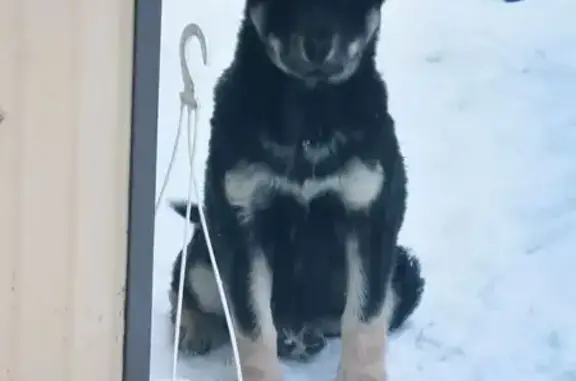 Пропала собака, женская, парк Победы, Уфа - возраст 4-5 месяцев, крупная - photo