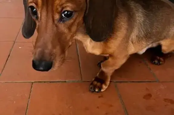 Найдена собака, Калининград, фото: Найден собака, улица Маршала Борзова, 58, Калининград - мальчик, очень добрый