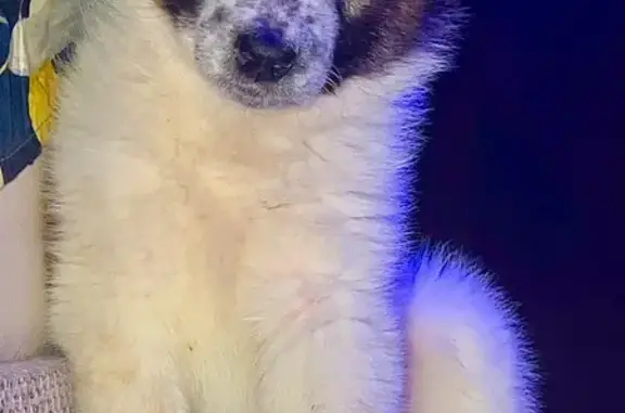 Собаки потеряшки, Кемерово, фото: Потеряшка собака, мужской, Октябрьский проспект, 68, Кемерово - много пятнышек на носу