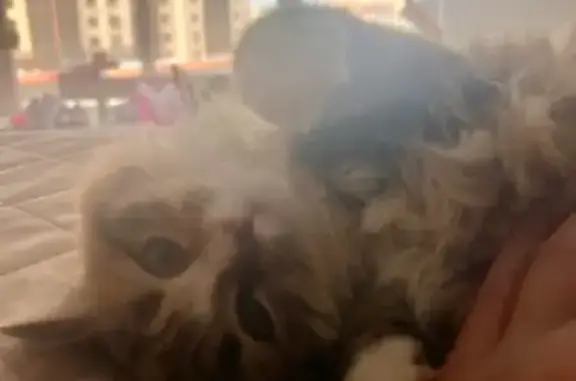 Пропала кошка, улица Георгия Амелина, 24, Калуга - пушистый разноцветный котенок - photo