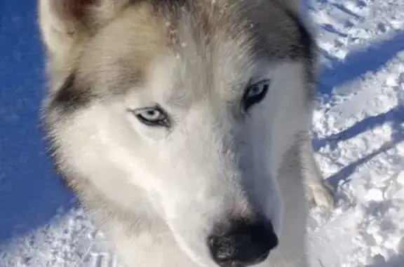Найдена собака, Таруса, фото: Найден собака, Звёздная улица, 3, Таруса - кобель хаски, светлый, глаза голубые