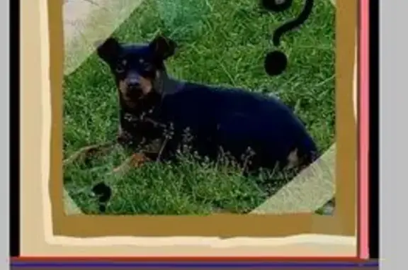 Пропала собака, мужской, улица Горького, Красноярск - окрас как у добермана, откликается на кличку Тедди - photo