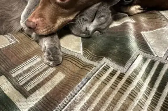 Объявления о пропавших и найденных животных, Ижевск, фото: Пропала собака, мужской пол, городской округ Ижевск, Удмуртия - коричневая с зелёной резинкой на ошейнике