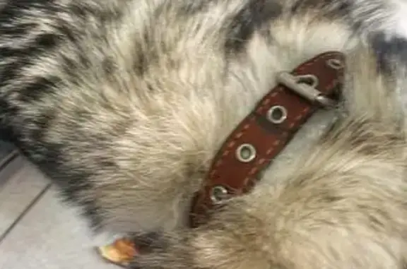 Найдена собака, Казань, фото: Найдена собака, улица Маршала Чуйкова, 69, Казань - хаски с ошейником