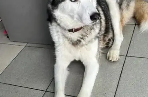 Найдена собака, Казань, фото: Найдена собака, улица Маршала Чуйкова, 69, Казань - хаски с ошейником