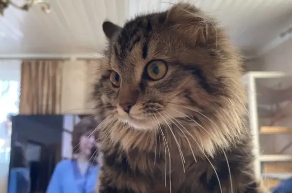 Найденные животные Боровск, фото: Найдена кошка, Калужская улица, 66, Боровск - пушистый подросток
