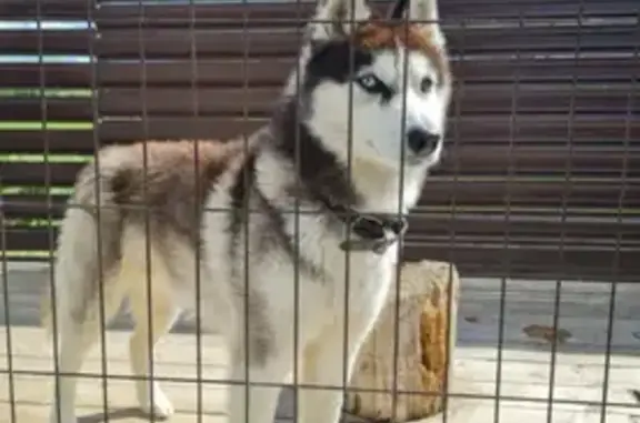 Пропал собака, Айдаровское сельское поселение, Воронежская область - откликается на кличку Балто - photo