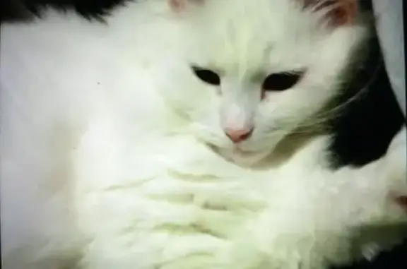 Пропала кошка, ул. Композиторов, 22 к1 - photo