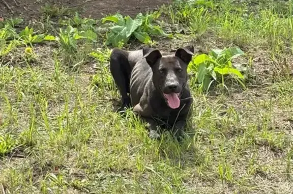 Пропал собака, Айдаровское сельское поселение, Воронежская область - чёрный окрас, откликается на кличку Зевс - photo