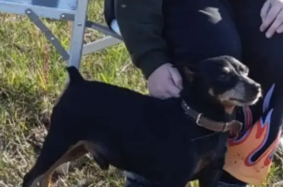 Пропала собака, улица Пархоменко, 59А, Волгоград - photo