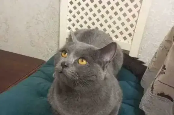 Найдена кошка, Красноярск, фото: Найден кот, Красноярск, Красноярский край - ласковый и воспитанный