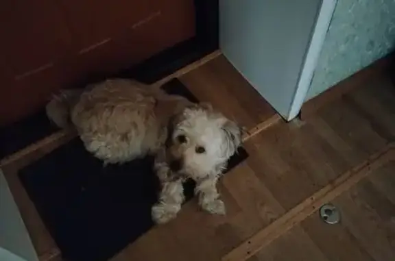 Пропал собака, Панфилово, Кемеровская область - с характером - photo