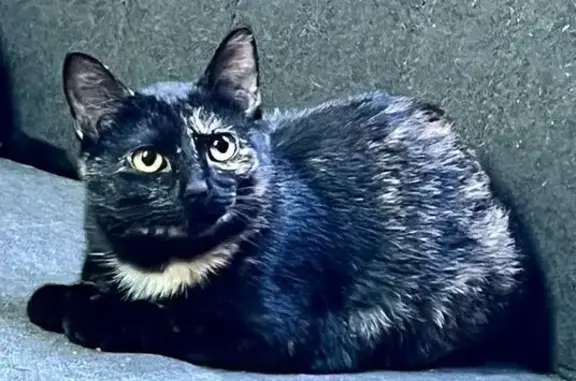 Пропала кошка, «Кола», Колтушское городское поселение - черепаховый окрас, гладкошёрстная - photo