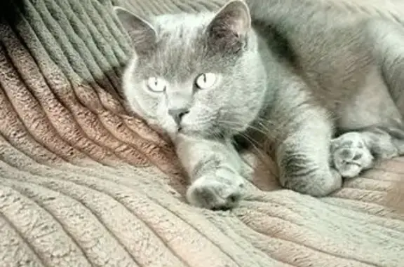 Пропал кот, 12, Донецк - серый британец с зелёными глазами - photo