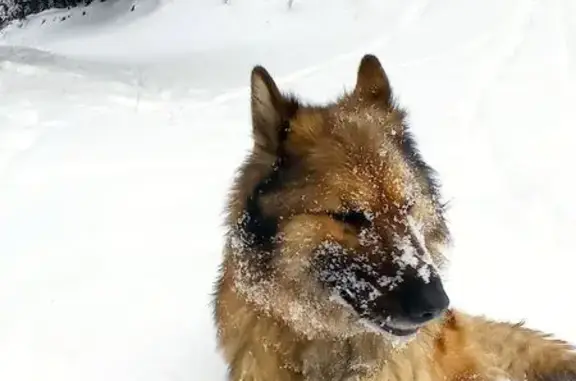 Пропала собака, Верхняя Синячиха - photo