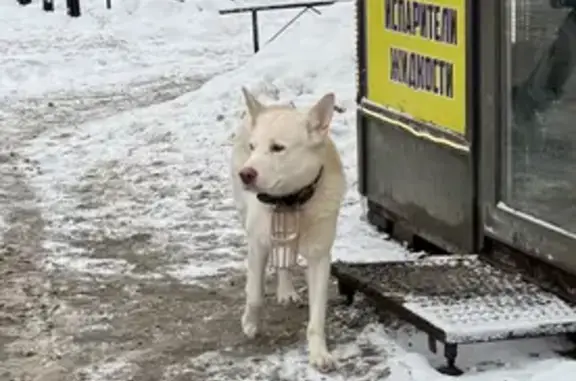 Найдена собака, Санкт-Петербург, фото: Найдена собака, улица Хошимина, Санкт-Петербург - молочный окрас, кабель